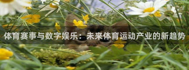 MK体育官方正版app科技：体育赛事与数字娱乐：未来体育运动